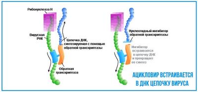 Ацикловир препятствует распространению вируса