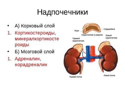надпочечники и их обменные процессы