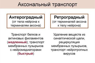 аксональный транспорт