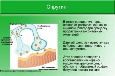 синаптический спрутинг