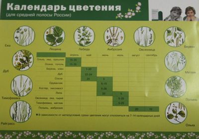 календарь цветания аллергенов