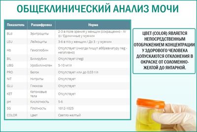 Общеклинический анализ мочи