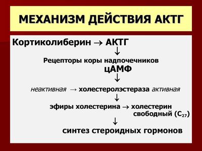 механизм действия АКТГ