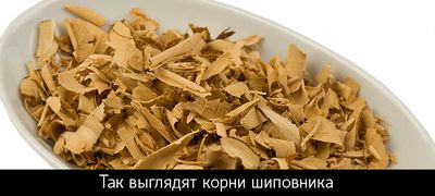 корни шиповника