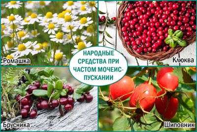 Частое мочеиспускание: лечение народными средствами
