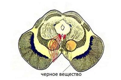 черная субстанция