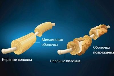 нервные волокна
