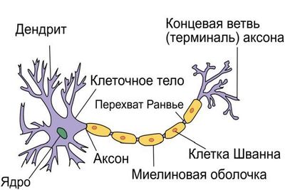 структура нейрона