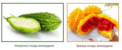 момордика