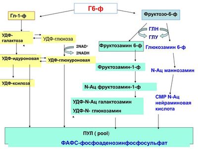 Расщепление углеводов