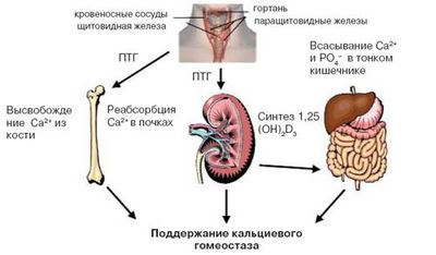 Гиперпаратиреоз симптомы и лечение