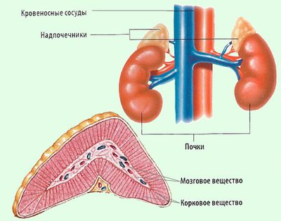 надпочечники