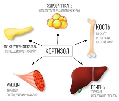 кортизол