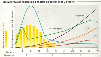 схема гормоны при беременности