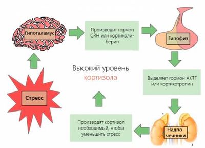 кортизол