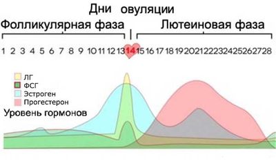 фазы менструального цикла