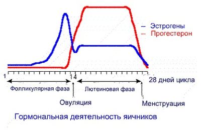 гормональная деятельность яичников