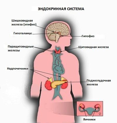 эндокринная система