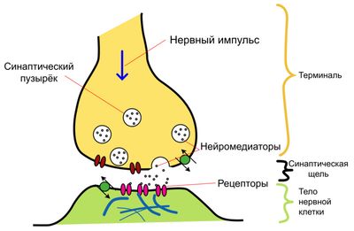 nejromediator