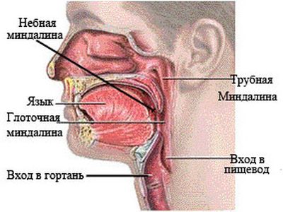 ЛОР-органы в разрезе