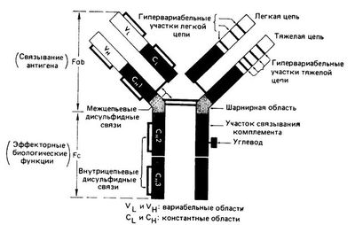 Строение иммуноглобулинов
