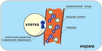Питание и сахар в крови