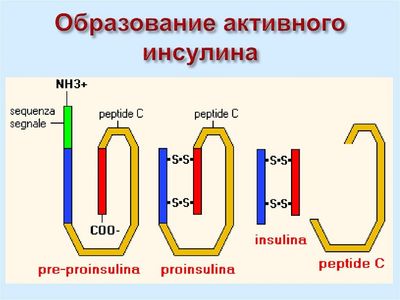 Образование инсулина