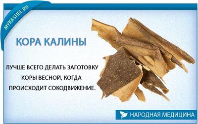 кора калины при кашле