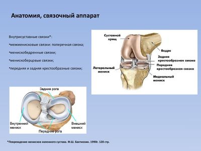 Связачно-сухожильная система