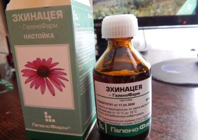 Лечение герпеса народными средствами изнутри Настойка эхинацеи