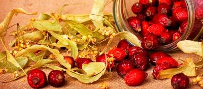 Лечение герпеса народными средствами изнутри Отвар из сухих плодов шиповника