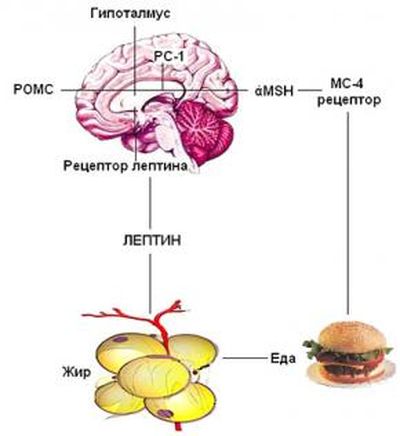 Влияние лептина на регуляцию массы тела