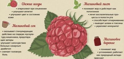 Полезными свойствами малины