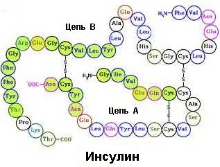 Цепочка-состав инсулина