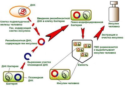Производство инсулина