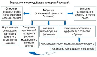 механизм действия амброксола