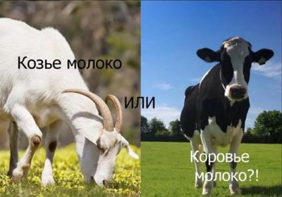 Козье молоко и коровье молоко