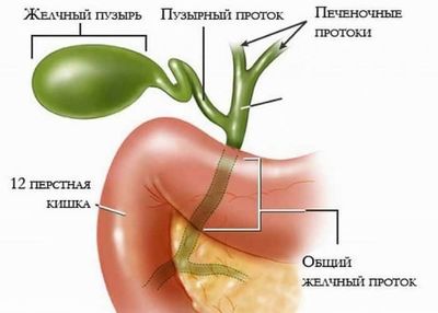 Желчный пузырь