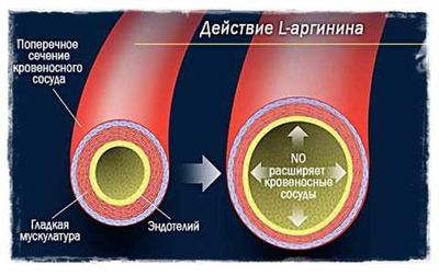 Источник для образования оксида азота – L-аргинин из рыбы, творога, орехов, белого мяса