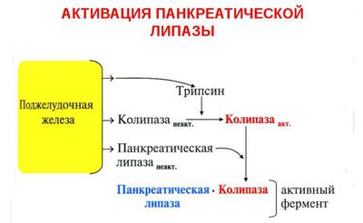 Активация панкреатической липазы