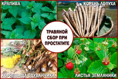 Лечебный травяной сбор от простатита