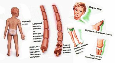 Спинной мозг