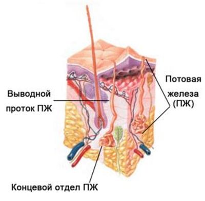 потница у ребенка