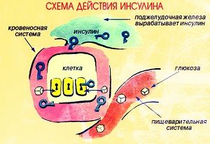 Схема действия инсулина в крови
