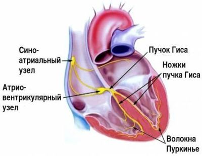 Схема проводящей системы