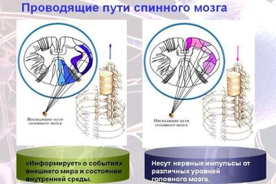 проводящие пути