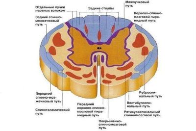 срез спинного мозга