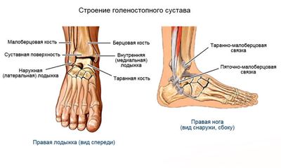 Связки и сухожилия