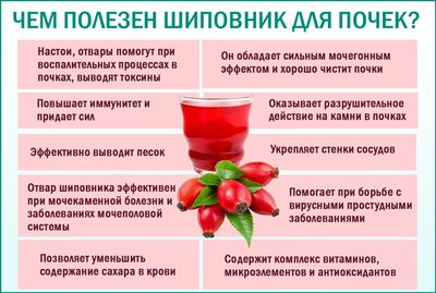 Шиповник для почек