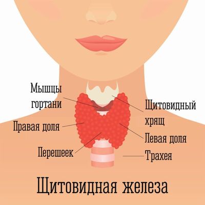 щитовидная железа